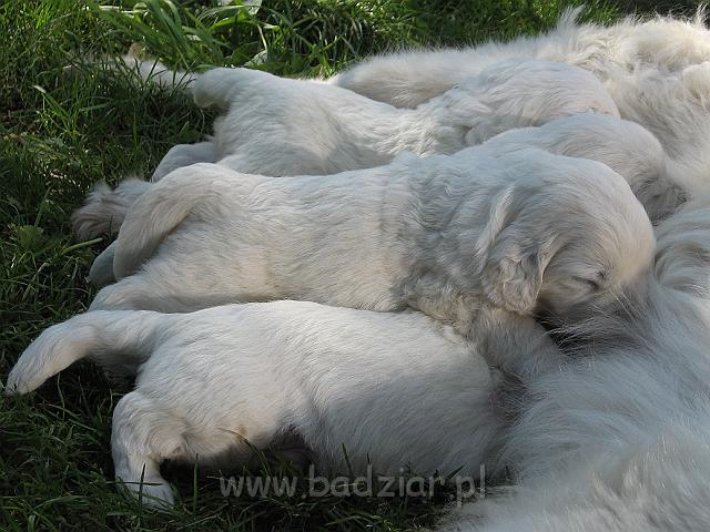 podhalan_7533.jpg - Owczarek Podhalański - dzieciństwo miotu  K..... K..... - szczeniaczki skończyły trzeci tydzień. Polish Tatra Shepherd - the childhood of the litter  K. .... K. .... - puppies ended third week of their long life :) 