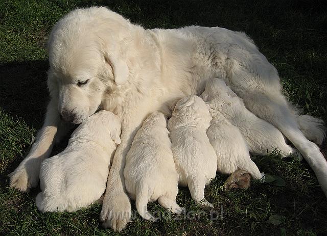 podhalan_7542.jpg - Owczarek Podhalański - dzieciństwo miotu  K..... K..... - szczeniaczki skończyły trzeci tydzień. Polish Tatra Shepherd - the childhood of the litter  K. .... K. .... - puppies ended third week of their long life :) 