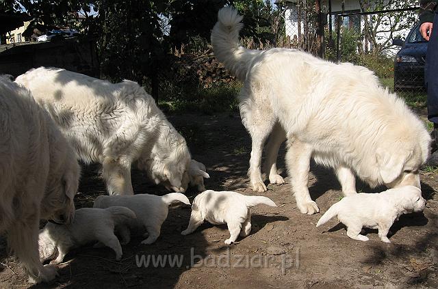 podhalan_7556.jpg - Owczarek Podhalański - dzieciństwo miotu  K..... K..... - szczeniaczki skończyły trzeci tydzień. Rodzinka w komplecie :)Polish Tatra Shepherd - the childhood of the litter  K. .... K. .... - puppies ended third week of their long life :) The all family mother BEJA, uncle PERS, grandmother LAWA and puppies.