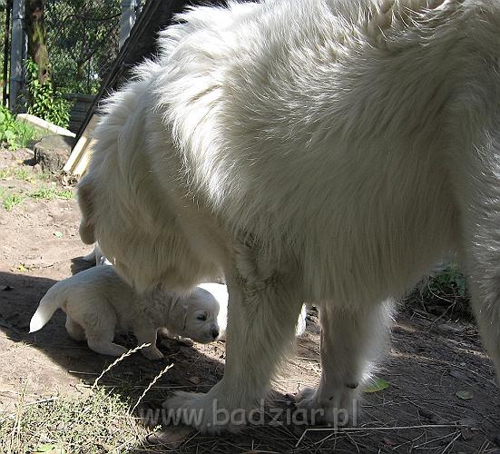 podhalan_7558.jpg - Owczarek Podhalański - dzieciństwo miotu  K..... K..... - szczeniaczki skończyły trzeci tydzień. Wujek Pers jest bardzo zainteresowany szczeniaczkami :)Polish Tatra Shepherd - the childhood of the litter  K. .... K. .... - puppies ended third week of their long life :) 