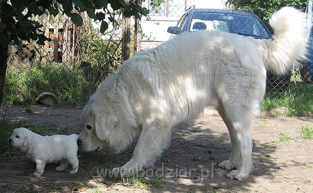 podhalan_7559.jpg - Owczarek Podhalański - dzieciństwo miotu  K..... K..... - szczeniaczki skończyły trzeci tydzień. Persik obwąchuje młodszego brata :)Polish Tatra Shepherd - the childhood of the litter  K. .... K. .... - puppies ended third week of their long life :) PERS sniffs the younger brother :)
