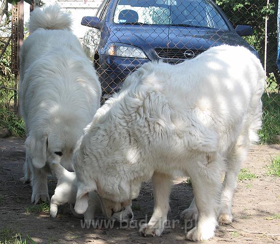 podhalan_7561.jpg - Owczarek Podhalański - dzieciństwo miotu  K..... K..... - szczeniaczki skończyły trzeci tydzień. Lawina, Pers i dzielny mały wędrownik :)Polish Tatra Shepherd - the childhood of the litter  K. .... K. .... - puppies ended third week of their long life :) LAWA, PERS and brave small wayfarer :)