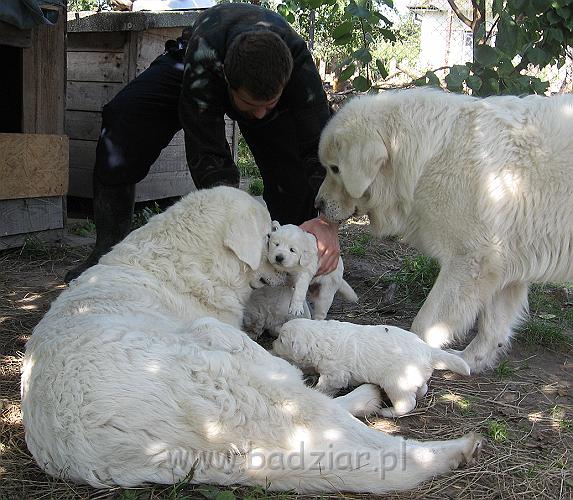 podhalan_7571.jpg - Owczarek Podhalański - dzieciństwo miotu  K..... K..... - szczeniaczki skończyły trzeci tydzień. Beja karmi swoje dzieci, a wujek Pers jest bardzo zainteresowany tymi małymi białymi stworkami :) Polish Tatra Shepherd - the childhood of the litter  K. .... K. .... - puppies ended third week of their long life :) The uncle PERS is very interested with these small white creatures :) 