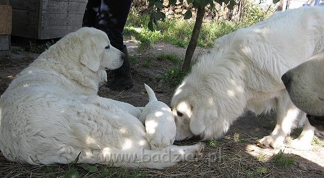 podhalan_7572.jpg - Owczarek Podhalański - dzieciństwo miotu  K..... K..... - szczeniaczki skończyły trzeci tydzień. Beja karmi swoje dzieci, wujek Pers ciekawie je obwąchuje, a babci Lawinie tylko nosek widać, ale i tak ma wszystko na oku :)Polish Tatra Shepherd - the childhood of the litter  K. .... K. .... - puppies ended third week of their long life :) Beja feeds puppies and  the uncle PERS sniffs them curiously :)