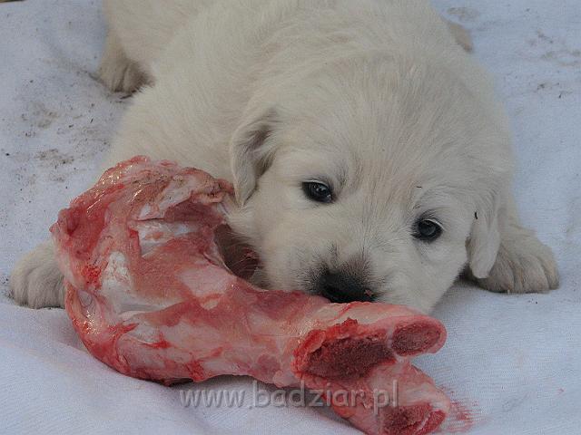 podhalan_7644.jpg - Owczarek Podhalański - dzieciństwo miotu  K..... K..... - szczeniaczki skończyły trzeci tydzień. Polish Tatra Shepherd - the childhood of the litter  K. .... K. .... - puppies ended third week of their long life :) 