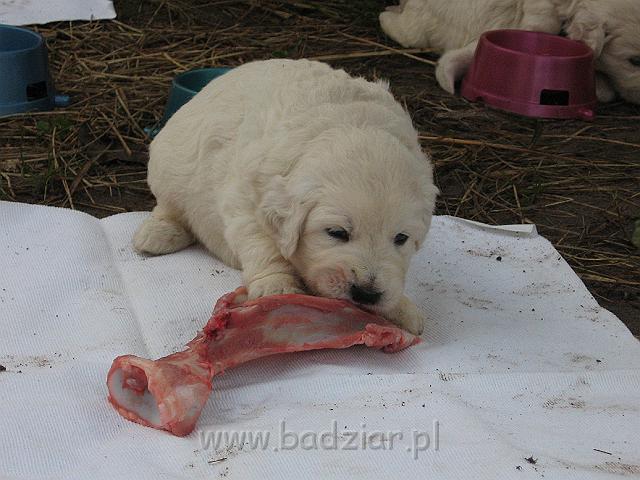 podhalan_7648.jpg - Owczarek Podhalański - dzieciństwo miotu  K..... K..... - szczeniaczki skończyły trzeci tydzień. Polish Tatra Shepherd - the childhood of the litter  K. .... K. .... - puppies ended third week of their long life :) 
