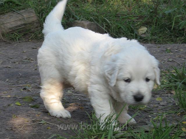 podhalan_7668.jpg - Owczarek Podhalański - dzieciństwo miotu  K..... K..... - szczeniaczki skończyły czwarty tydzień.Polish Tatra Shepherd - the childhood of the litter  K. .... K. .... - puppies ended fourth week of their long life :) 