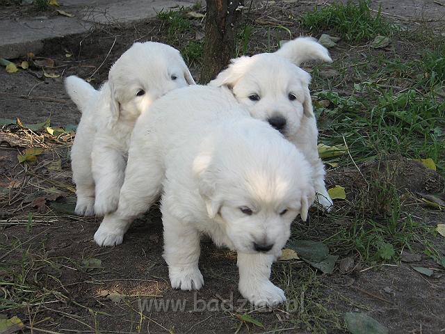 podhalan_7674.jpg - Owczarek Podhalański - dzieciństwo miotu  K..... K..... - szczeniaczki skończyły czwarty tydzień.Polish Tatra Shepherd - the childhood of the litter  K. .... K. .... - puppies ended fourth week of their long life :) 