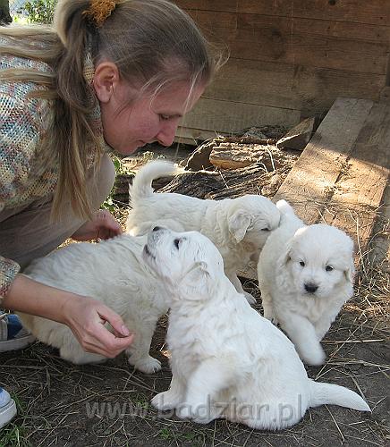 podhalan_7676.jpg - Owczarek Podhalański - dzieciństwo miotu  K..... K..... - szczeniaczki skończyły czwarty tydzień.Polish Tatra Shepherd - the childhood of the litter  K. .... K. .... - puppies ended fourth week of their long life :) 