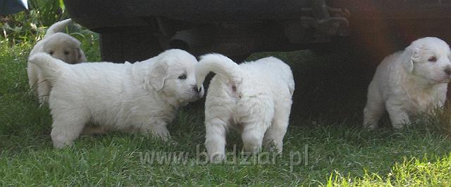 podhalan_7682.jpg - Owczarek Podhalański - dzieciństwo miotu  K..... K..... - szczeniaczki skończyły czwarty tydzień.Polish Tatra Shepherd - the childhood of the litter  K. .... K. .... - puppies ended fourth week of their long life :) 