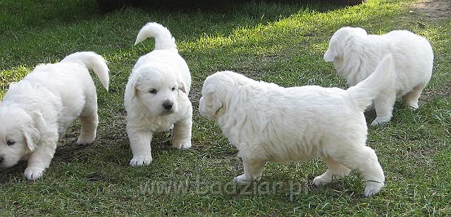 podhalan_7687.jpg - Owczarek Podhalański - dzieciństwo miotu  K..... K..... - szczeniaczki skończyły czwarty tydzień.Polish Tatra Shepherd - the childhood of the litter  K. .... K. .... - puppies ended fourth week of their long life :) 