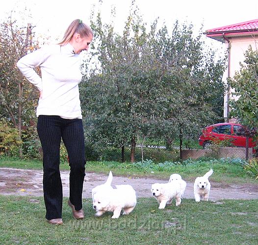 podhalan_7861.jpg - Owczarek Podhalański - dzieciństwo miotu  K..... K..... - szczeniaczki skończyły piąty tydzień.Polish Tatra Shepherd - the childhood of the litter  K. .... K. .... - puppies ended fifth week of their long life :) 