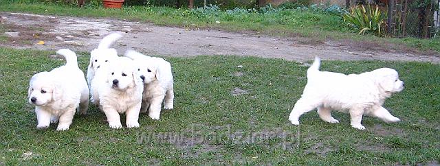 podhalan_7863.jpg - Owczarek Podhalański - dzieciństwo miotu  K..... K..... - szczeniaczki skończyły piąty tydzień.Polish Tatra Shepherd - the childhood of the litter  K. .... K. .... - puppies ended fifth week of their long life :) 