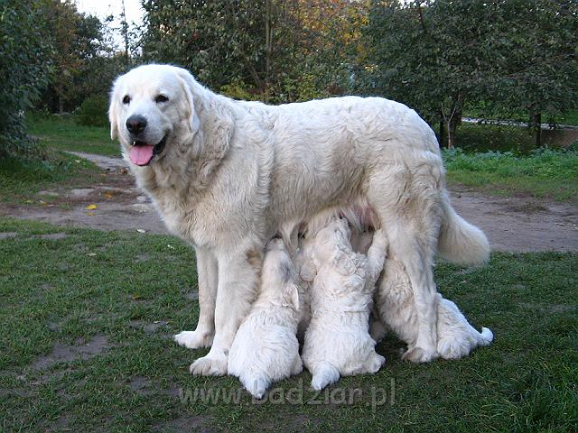 podhalan_7888.jpg - Owczarek Podhalański - dzieciństwo miotu  K..... K..... - szczeniaczki skończyły piąty tydzień.Polish Tatra Shepherd - the childhood of the litter  K. .... K. .... - puppies ended fifth week of their long life :) 