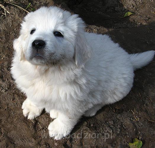 podhalan_7900.jpg - Owczarek Podhalański - dzieciństwo miotu  K..... K..... - szczeniaczki skończyły szósty tydzień.Polish Tatra Shepherd - the childhood of the litter  K. .... K. .... - puppies ended sixth week of their long life :) 