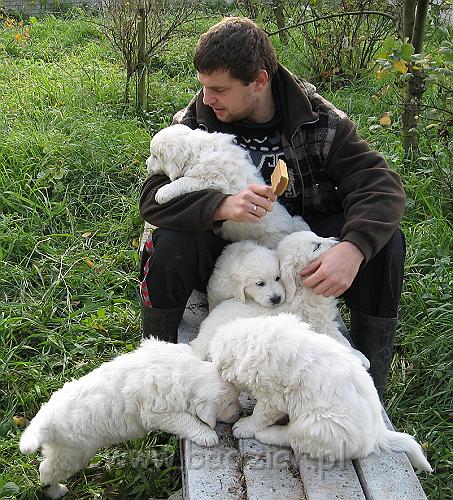 podhalan_7917.jpg - Owczarek Podhalański - dzieciństwo miotu  K..... K..... - szczeniaczki skończyły szósty tydzień.Polish Tatra Shepherd - the childhood of the litter  K. .... K. .... - puppies ended sixth week of their long life :) 