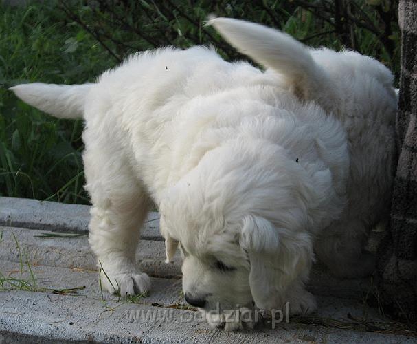 podhalan_7921.jpg - Owczarek Podhalański - dzieciństwo miotu  K..... K..... - szczeniaczki skończyły szósty tydzień.Polish Tatra Shepherd - the childhood of the litter  K. .... K. .... - puppies ended sixth week of their long life :) 