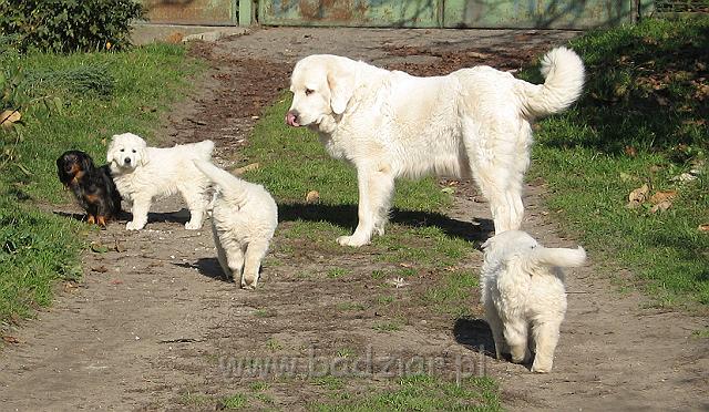 podhalan_8790.jpg - Owczarek Podhalański - dzieciństwo miotu  K..... K..... - szczeniaczki skończyły siódmy tydzień.Polish Tatra Shepherd - the childhood of the litter  K. .... K. .... - puppies ended 7th week of their long life :) 