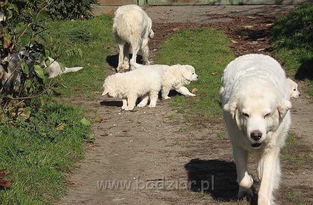 podhalan_8792.jpg - Owczarek Podhalański - dzieciństwo miotu  K..... K..... - szczeniaczki skończyły siódmy tydzień.Polish Tatra Shepherd - the childhood of the litter  K. .... K. .... - puppies ended 7th week of their long life :) 