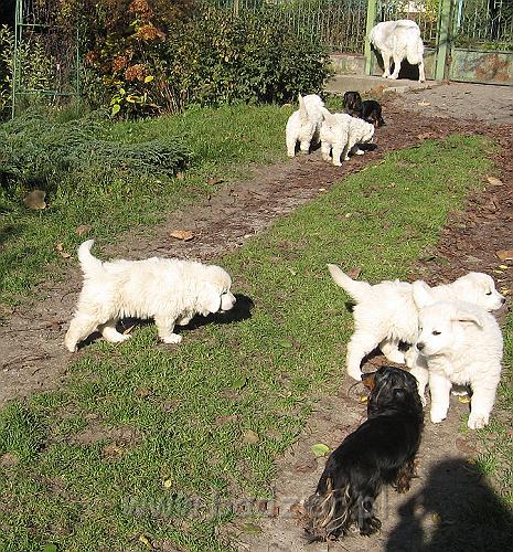 podhalan_8798.jpg - Owczarek Podhalański - dzieciństwo miotu  K..... K..... - szczeniaczki skończyły siódmy tydzień.Polish Tatra Shepherd - the childhood of the litter  K. .... K. .... - puppies ended 7th week of their long life :) 