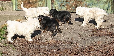 podhalan_8800.jpg - Owczarek Podhalański - dzieciństwo miotu  K..... K..... - szczeniaczki skończyły siódmy tydzień.Polish Tatra Shepherd - the childhood of the litter  K. .... K. .... - puppies ended 7th week of their long life :) 