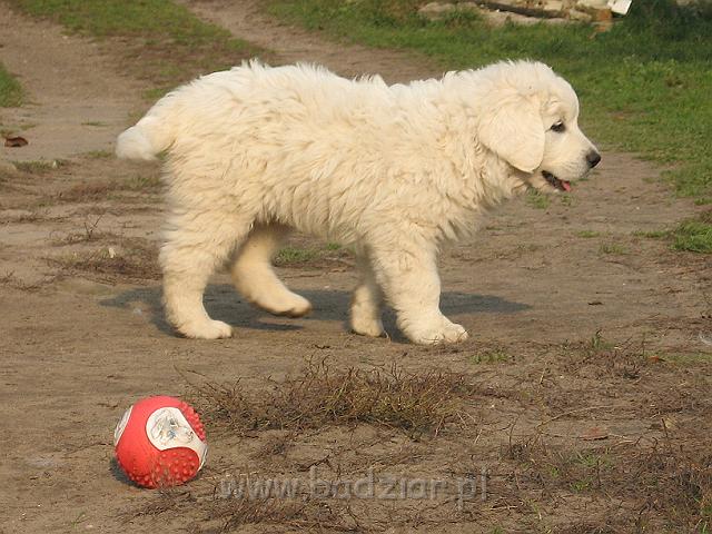 podhalan_8894.jpg - Owczarek Podhalański - dzieciństwo miotu  K..... K..... - szczeniaczki skończyły ósmy tydzień.Polish Tatra Shepherd - the childhood of the litter  K. .... K. .... - puppies ended 8th week of their long life :) 