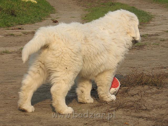 podhalan_8896.jpg - Owczarek Podhalański - dzieciństwo miotu  K..... K..... - szczeniaczki skończyły ósmy tydzień.Polish Tatra Shepherd - the childhood of the litter  K. .... K. .... - puppies ended 8th week of their long life :) 