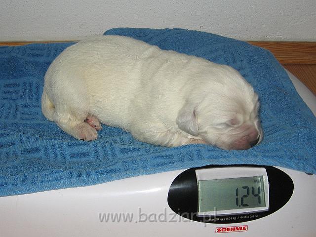 podhalan_7403.jpg - Owczarek Podhalański - szczeniak - piesek. Skończony pierwszy tydzień życia.Polish Tatra Shepherd - male puppy - ended first  week of their long life :)