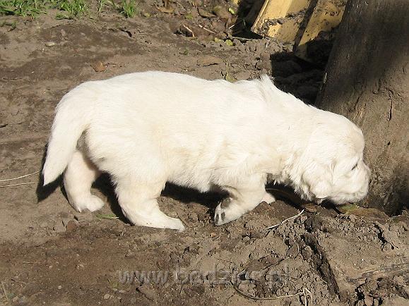 podhalan_7590.jpg - Owczarek Podhalański - szczeniak - piesek. Skończony trzeci tydzień życia.Polish Tatra Shepherd - male puppy - ended third week of their long life :)