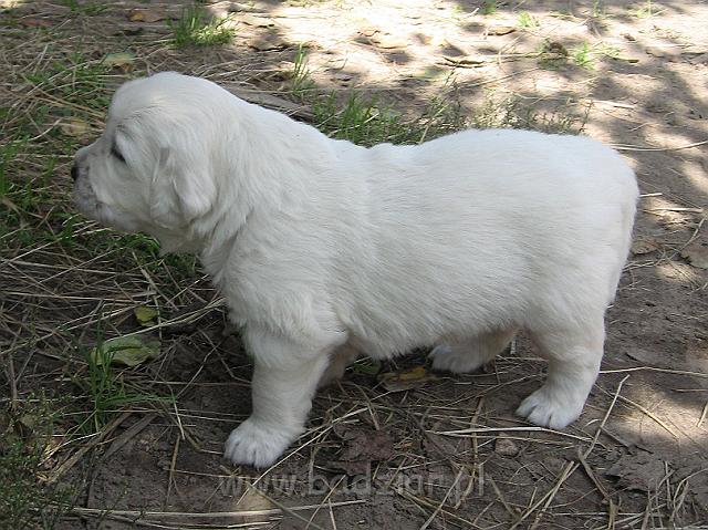 podhalan_7595.jpg - Owczarek Podhalański - szczeniak - piesek. Skończony trzeci tydzień życia.Polish Tatra Shepherd - male puppy - ended third week of their long life :)