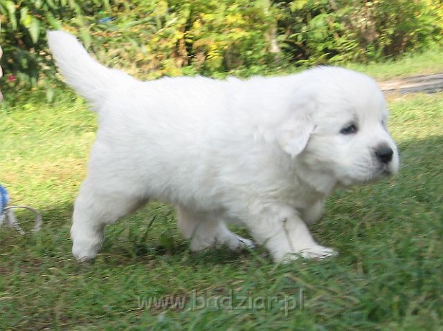 podhalan_7728.jpg - Owczarek Podhalański - szczeniak - piesek. Skończony czwarty tydzień życia.Polish Tatra Shepherd - male puppy - ended fourth week of their long life :)