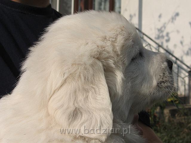 podhalan_7764.jpg - Owczarek Podhalański - szczeniak - piesek. Skończony piąty tydzień życia.Polish Tatra Shepherd - male puppy - ended fifth week of their long life :)