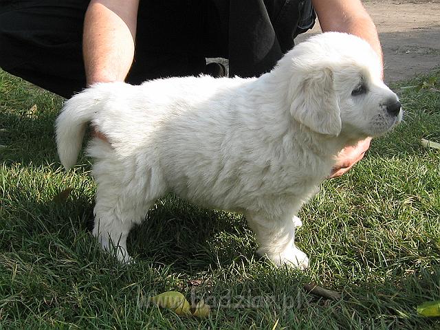 podhalan_7770.jpg - Owczarek Podhalański - szczeniak - piesek. Skończony piąty tydzień życia.Polish Tatra Shepherd - male puppy - ended fifth week of their long life :)