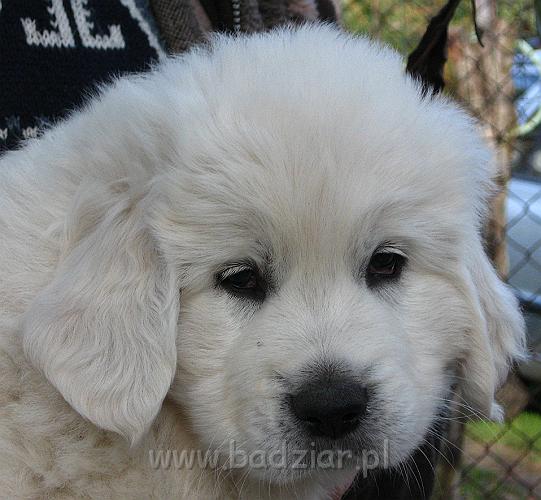podhalan_7938.jpg - Owczarek Podhalański - szczeniak - piesek. Skończony szósty tydzień życia.Polish Tatra Shepherd - male puppy - ended sixth week of their long life :)