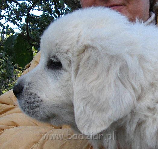 podhalan_7973.jpg - Owczarek Podhalański - szczeniak - piesek. Skończony szósty tydzień życia.Polish Tatra Shepherd - male puppy - ended sixth week of their long life :)