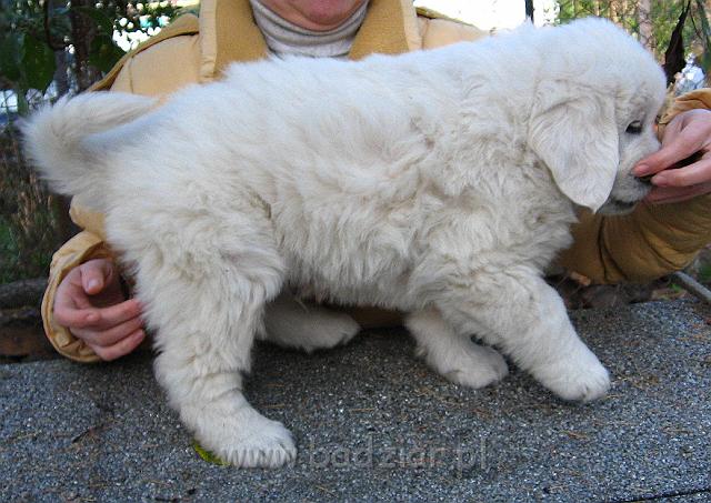 podhalan_8074.jpg - Owczarek Podhalański - szczeniak - piesek. Skończony szósty tydzień życia.Polish Tatra Shepherd - male puppy - ended sixth week of their long life :)