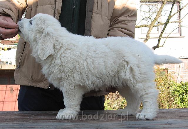 podhalan_8810.jpg - Owczarek Podhalański - szczeniak - piesek. Skończony siódmy tydzień życia.Polish Tatra Shepherd - male puppy - ended 7th week of their long life :)
