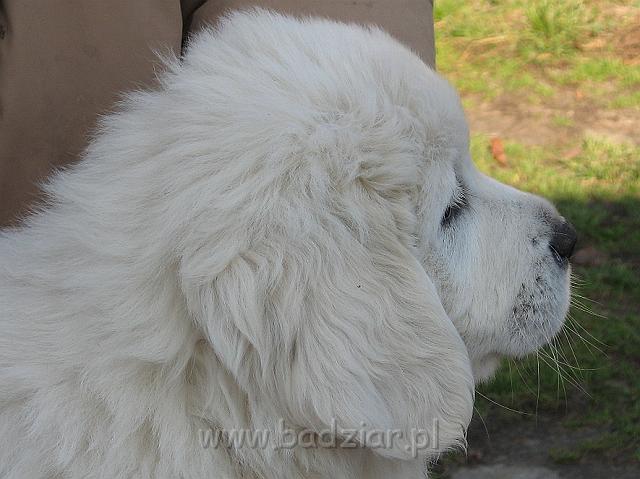 podhalan_8813.jpg - Owczarek Podhalański - szczeniak - piesek. Skończony siódmy tydzień życia.Polish Tatra Shepherd - male puppy - ended 7th week of their long life :)