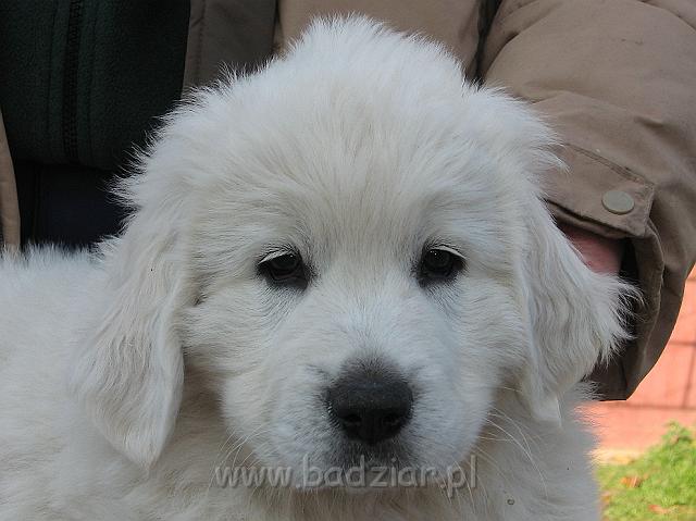 podhalan_8816.jpg - Owczarek Podhalański - szczeniak - piesek. Skończony siódmy tydzień życia.Polish Tatra Shepherd - male puppy - ended 7th week of their long life :)