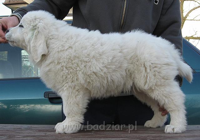 podhalan_8910.jpg - Owczarek Podhalański - szczeniak - piesek. Skończony ósmy tydzień życia.Polish Tatra Shepherd - male puppy - ended 8th week of their long life :)