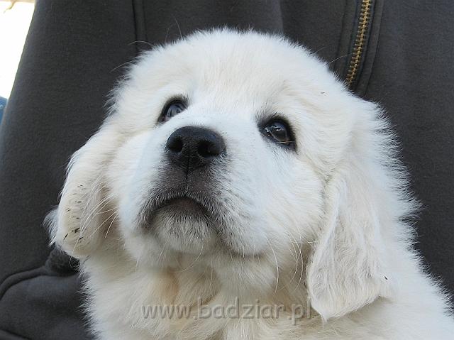 podhalan_8915.jpg - Owczarek Podhalański - szczeniak - piesek. Skończony ósmy tydzień życia.Polish Tatra Shepherd - male puppy - ended 8th week of their long life :)