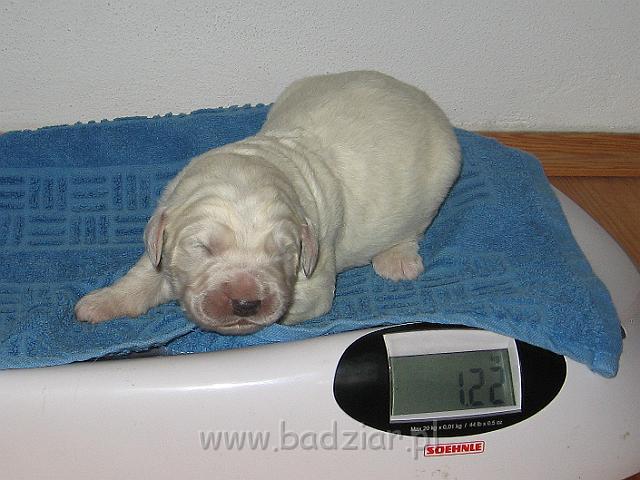 podhalan_7397.jpg - Owczarek Podhalański - szczeniak - piesek. Skończony pierwszy tydzień życia.Polish Tatra Shepherd - male puppy - ended first  week of their long life :)