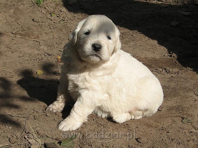 podhalan_7580.jpg - Owczarek Podhalański - szczeniak - piesek. Skończony trzeci tydzień życia.Polish Tatra Shepherd - male puppy - ended third week of their long life :)
