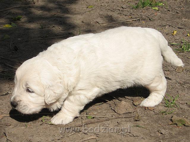 podhalan_7584.jpg - Owczarek Podhalański - szczeniak - piesek. Skończony trzeci tydzień życia.Polish Tatra Shepherd - male puppy - ended third week of their long life :)
