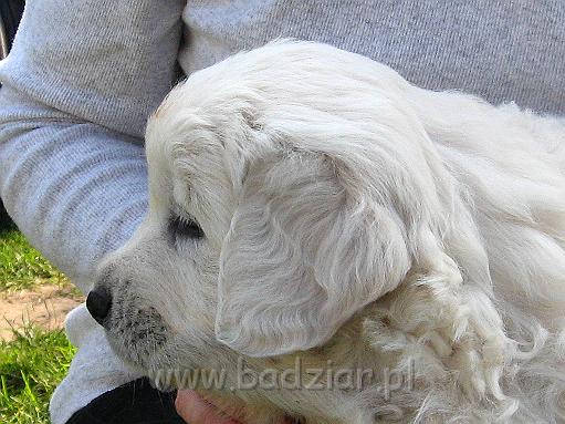 podhalan_7772.jpg - Owczarek Podhalański - szczeniak - piesek. Skończony piąty tydzień życia.Polish Tatra Shepherd - male puppy - ended fifth week of their long life :)