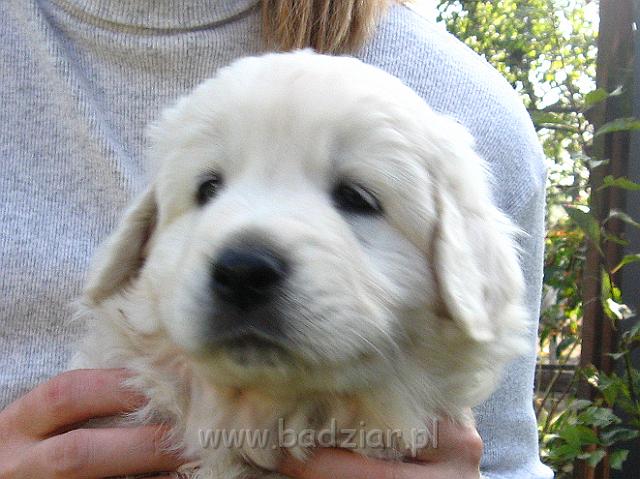 podhalan_7789.jpg - Owczarek Podhalański - szczeniak - piesek. Skończony piąty tydzień życia.Polish Tatra Shepherd - male puppy - ended fifth week of their long life :)