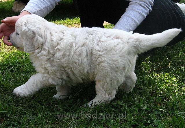 podhalan_7814.jpg - Owczarek Podhalański - szczeniak - piesek. Skończony piąty tydzień życia.Polish Tatra Shepherd - male puppy - ended fifth week of their long life :)