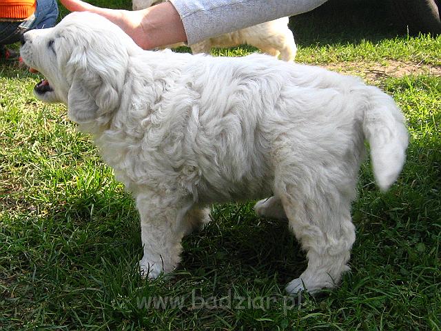 podhalan_7820.jpg - Owczarek Podhalański - szczeniak - piesek. Skończony piąty tydzień życia.Polish Tatra Shepherd - male puppy - ended fifth week of their long life :)