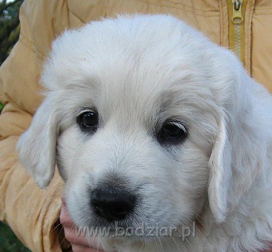 podhalan_8086.jpg - Owczarek Podhalański - szczeniak - piesek. Skończony szósty tydzień życia.Polish Tatra Shepherd - male puppy - ended sixth week of their long life :)