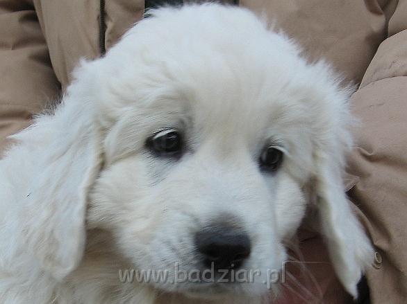 podhalan_8825.jpg - Owczarek Podhalański - szczeniak - piesek. Skończony siódmy tydzień życia.Polish Tatra Shepherd - male puppy - ended 7th week of their long life :)